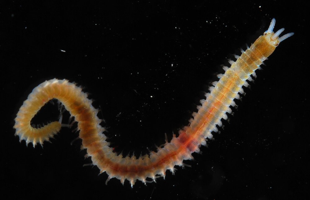 Морской червь размер. Многощетинковые черви палоло. Тихоокеанский палоло. Кольчатые черви палоло.