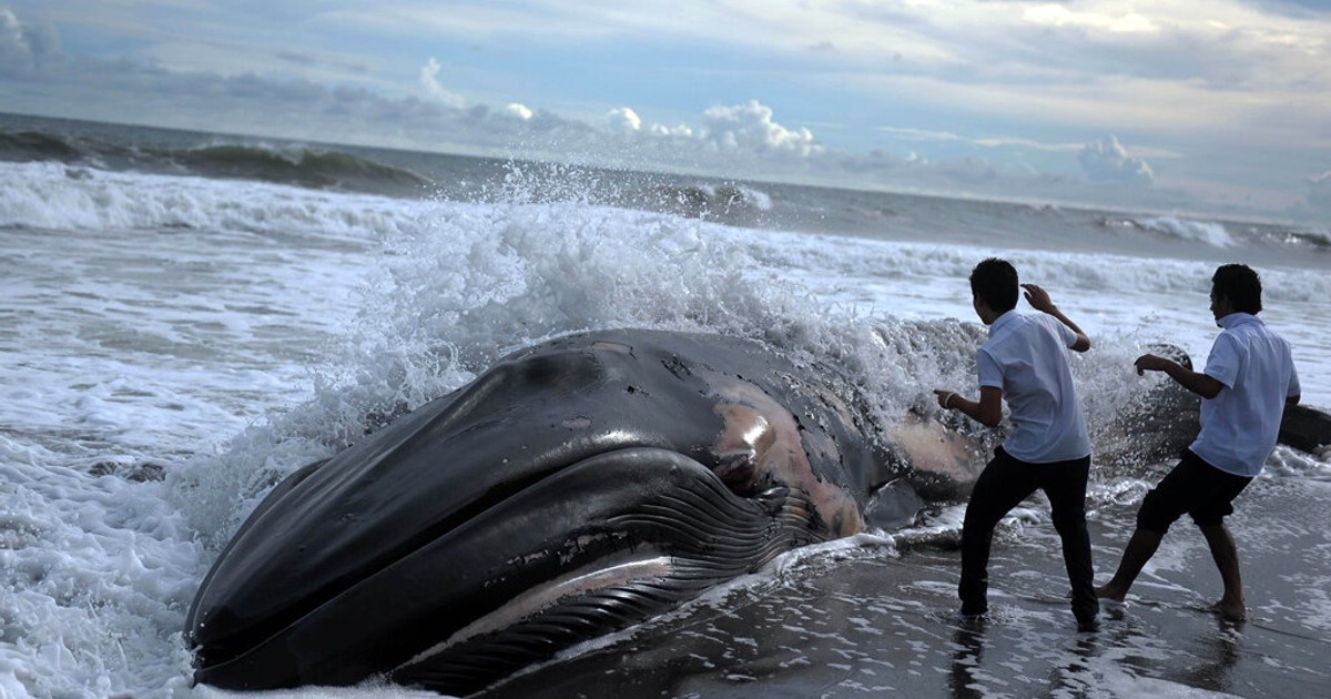 Почему дельфинов выбрасывает на берег. Киты выбросились на берег 2022. Тасмания выбросились дельфины. Кит в реальной жизни. Стадо китов.