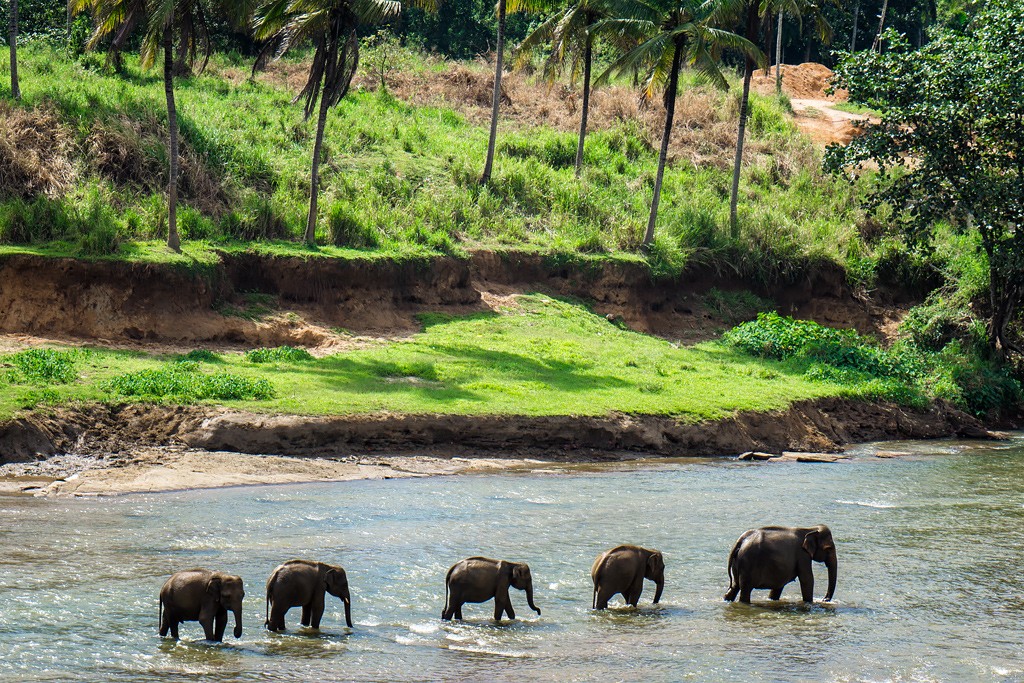 Пиннавела шри. Приют для слонов Пиннавела Шри-Ланка. Шри Ланка приют Пиннавела. Шри Ланка слоны Пинавелла. Слоновий питомник Шри Ланка Пиннавела.