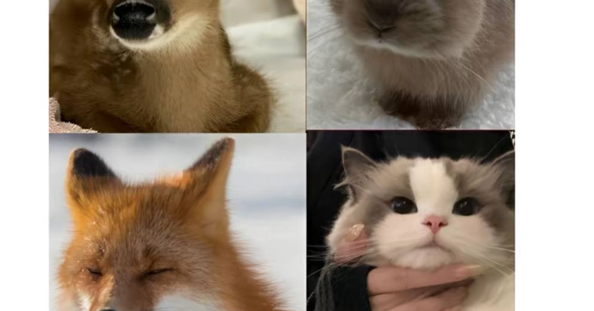 Корейская система типажей Animal Face — Teletype